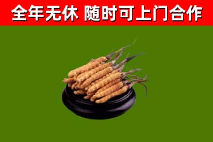 临汾回收冬虫夏草